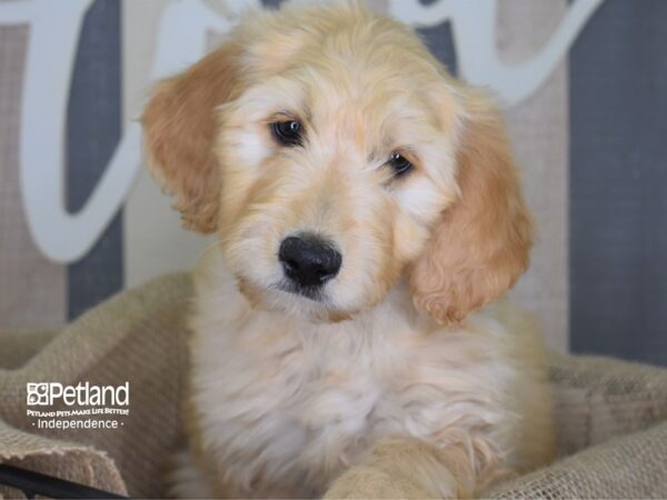 Goldendoodle 2nd Gen-DOG-Female-Golden-3246-Petland Lee's Summit, MO