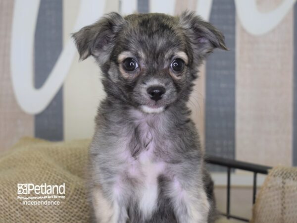 Chihuahua-DOG-Male-Brindle-3241-Petland Lee's Summit, MO