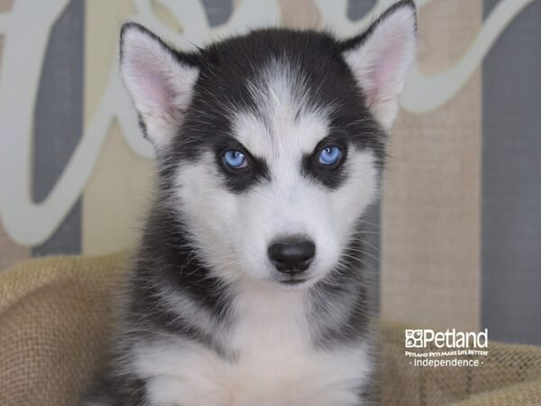 Siberian Husky-DOG-Male-Black & White-3238-Petland Lee's Summit, MO