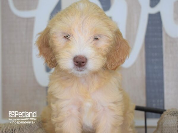 Miniature Goldendoodle-DOG-Female--3240-Petland Lee's Summit, MO