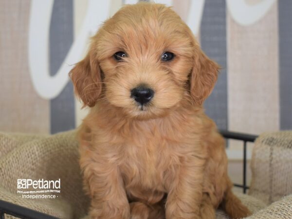 Miniature Goldendoodle-DOG-Female--3250-Petland Lee's Summit, MO