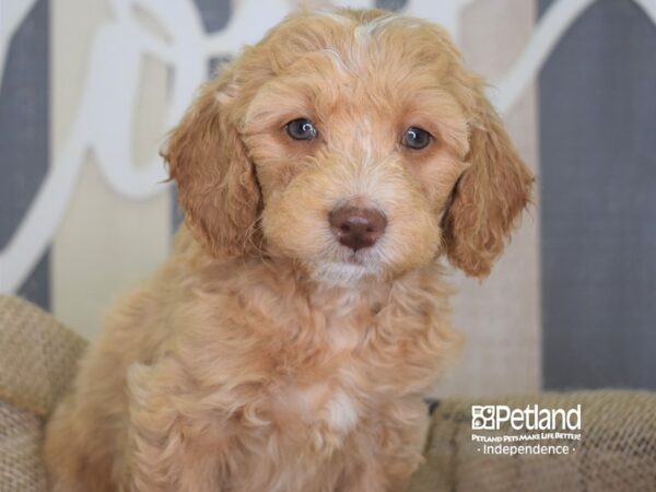 Miniature Goldendoodle-DOG-Male--3251-Petland Lee's Summit, MO