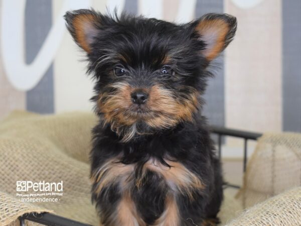 Yorkshire Terrier-DOG-Female-Black and Tan-3243-Petland Lee's Summit, MO