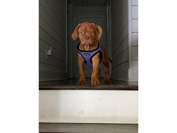 Dogue De Bordeaux-DOG-Male-Red-3184-Petland Lee's Summit, MO