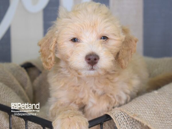 Miniature Goldendoodle-DOG-Male--3239-Petland Lee's Summit, MO