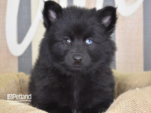 Pomsky-DOG-Female-Black-3260-Petland Lee's Summit, MO