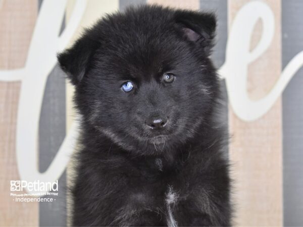 Pomsky-DOG-Male-Black & Tan-3258-Petland Lee's Summit, MO