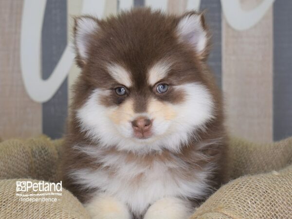 Pomsky-DOG-Male-Red & white-3257-Petland Lee's Summit, MO