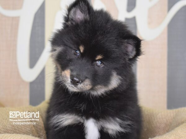 Pomsky-DOG-Female-Black & Tan-3256-Petland Lee's Summit, MO
