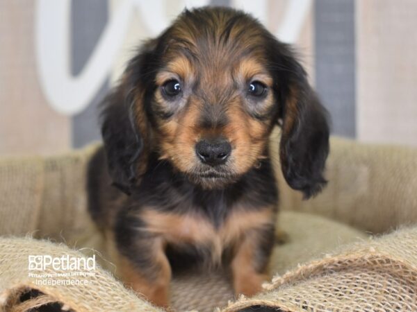 Dachshund-DOG-Male--3261-Petland Lee's Summit, MO