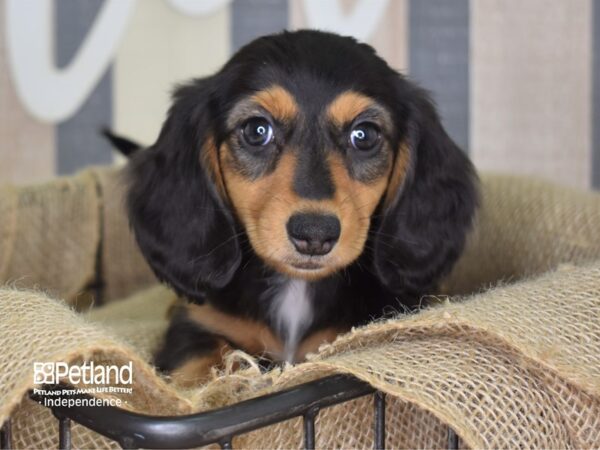 Dachshund-DOG-Female--3262-Petland Lee's Summit, MO