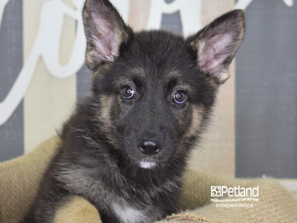 German Shepherd-DOG-Female--3263-Petland Lee's Summit, MO
