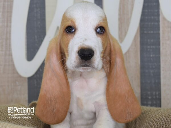 Basset Hound-DOG-Female-Lemon and White-3264-Petland Lee's Summit, MO