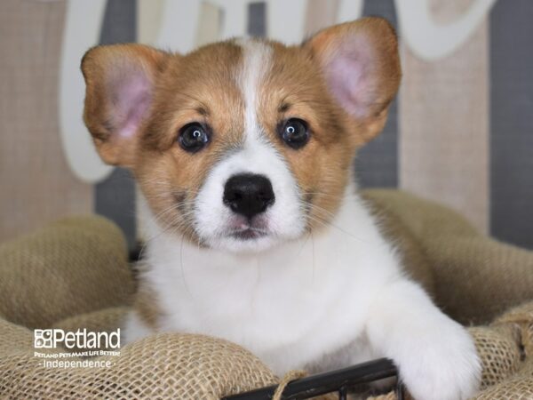 Pembroke Welsh Corgi-DOG-Male-Red-3254-Petland Lee's Summit, MO