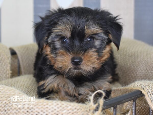 Yorkshire Terrier-DOG-Male-Black and Tan-3265-Petland Lee's Summit, MO