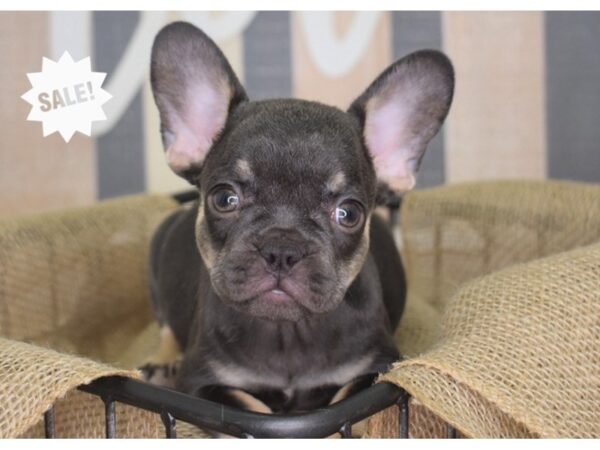 French Bulldog-DOG-Female-Chocolate & Tan-3130-Petland Lee's Summit, MO
