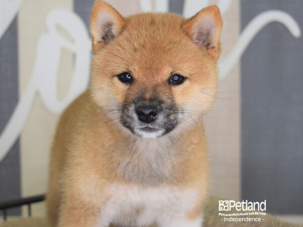 Shiba Inu-DOG-Female-Red Sesame-3232-Petland Lee's Summit, MO