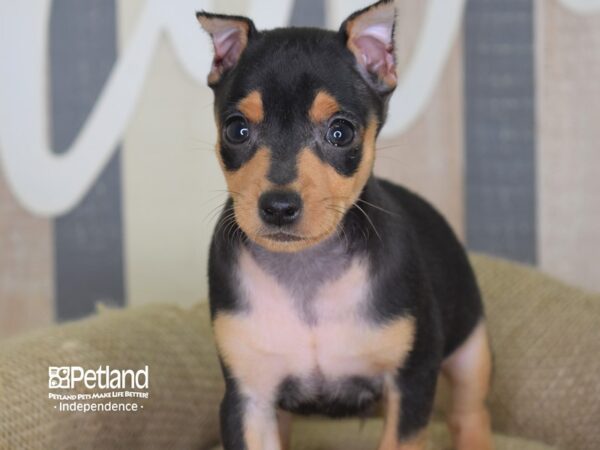 Miniature Pinscher-DOG-Male-Black & Rust-3271-Petland Lee's Summit, MO