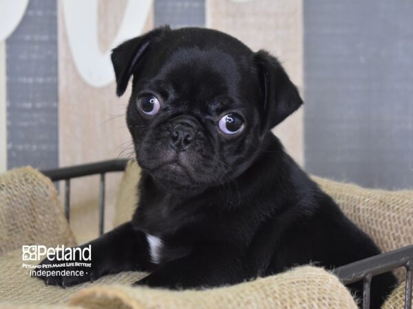 Pug-DOG-Male-Black-3288-Petland Lee's Summit, MO