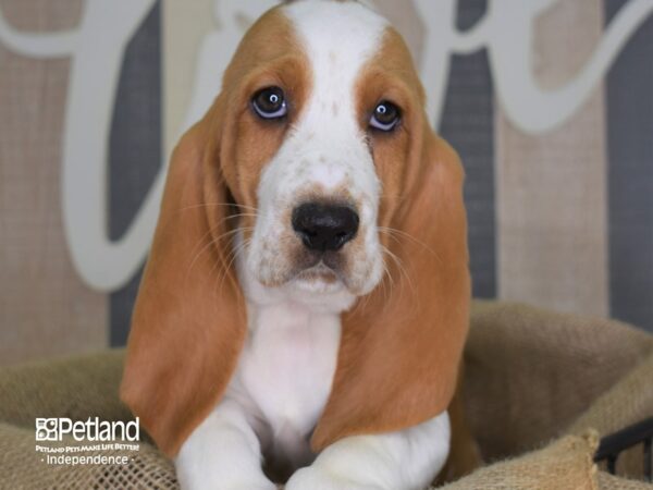 Basset Hound-DOG-Female-Red and White-3272-Petland Lee's Summit, MO