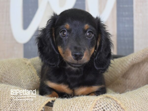 Dachshund-DOG-Male-Black and Tan-3273-Petland Lee's Summit, MO