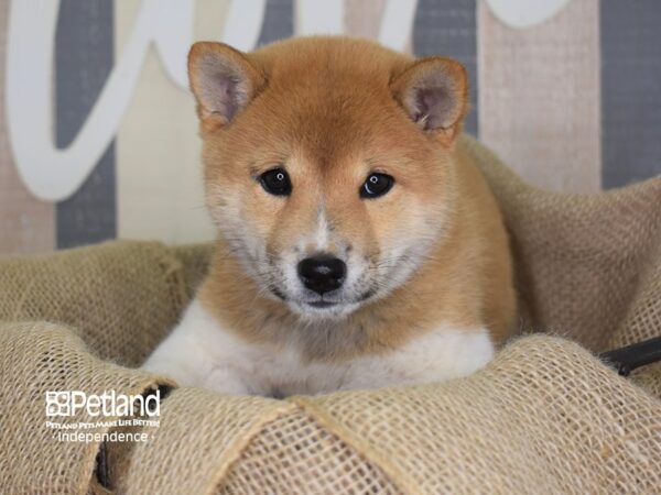 Shiba Inu-DOG-Male-Red Sesame-3274-Petland Lee's Summit, MO