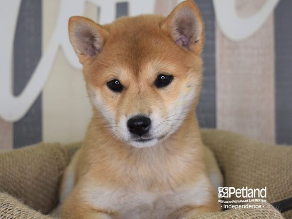 Shiba Inu-DOG-Female-Red Sesame-3277-Petland Lee's Summit, MO