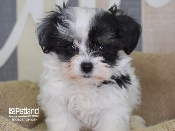 Maltipoo-DOG-Male-Black and White-3278-Petland Lee's Summit, MO