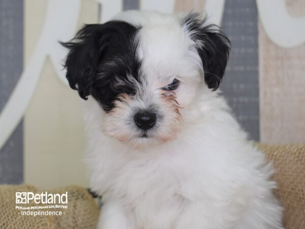 Malti Poo-DOG-Male--3284-Petland Lee's Summit, MO
