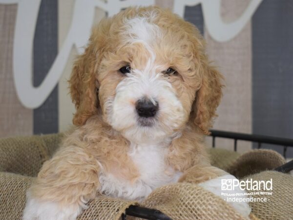 Miniature Goldendoodle-DOG-Male-Red & White-3289-Petland Lee's Summit, MO