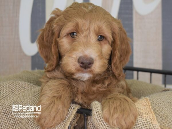 Miniature Goldendoodle-DOG-Male-Red and White-3291-Petland Lee's Summit, MO