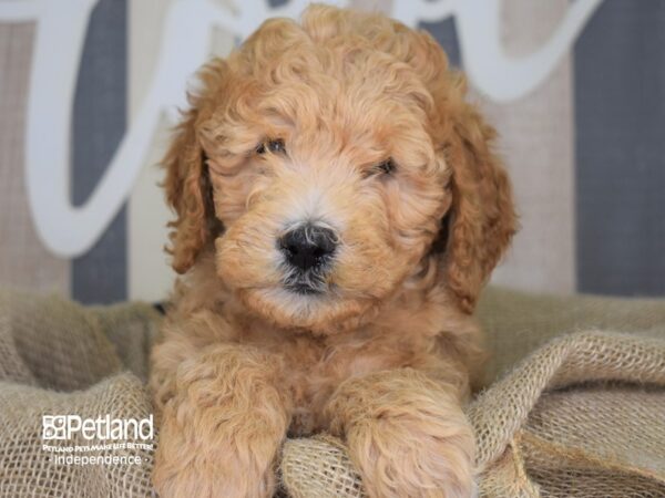 Miniature Goldendoodle-DOG-Male-Red and White-3292-Petland Lee's Summit, MO