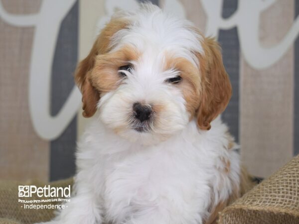 Miniature Goldendoodle-DOG-Female-Red and White-3294-Petland Lee's Summit, MO