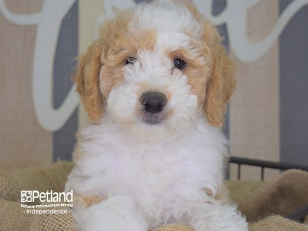 Miniature Goldendoodle-DOG-Female-Red and White-3296-Petland Lee's Summit, MO