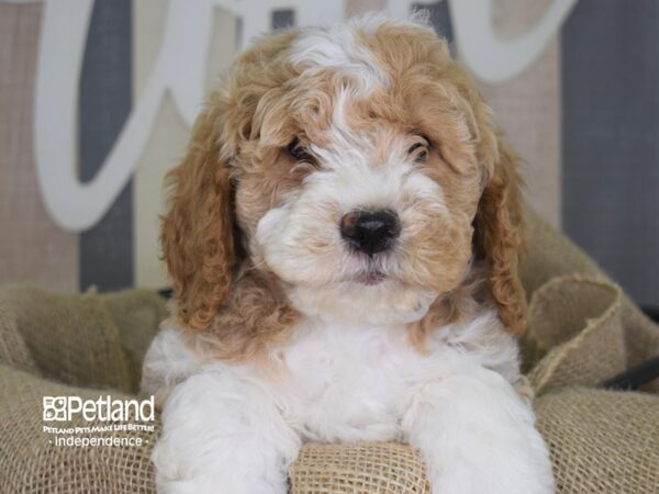 Miniature Goldendoodle-DOG-Female-Red and White-3297-Petland Lee's Summit, MO