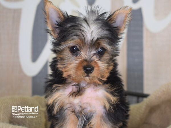 Yorkshire Terrier-DOG-Male-Black and Tan-3295-Petland Lee's Summit, MO