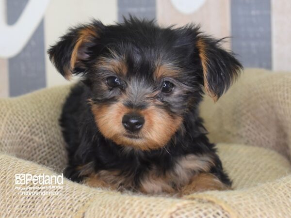 Yorkshire Terrier-DOG-Male-Black and Tan-3282-Petland Lee's Summit, MO
