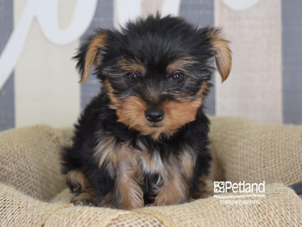 Yorkshire Terrier-DOG-Male-Black and Tan-3283-Petland Lee's Summit, MO