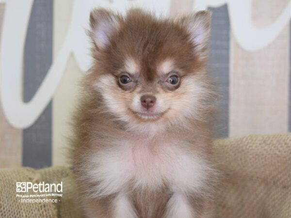 Pomeranian-DOG-Female-Chocolate and Tan-3299-Petland Lee's Summit, MO
