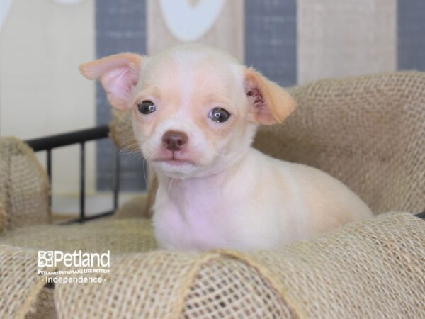 Chihuahua-DOG-Female-Fawn and White-3300-Petland Lee's Summit, MO