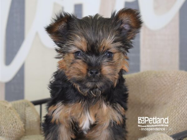 Yorkshire Terrier-DOG-Female-Black and Tan-3303-Petland Lee's Summit, MO