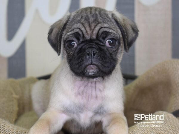 Pug-DOG-Female-Fawn-3302-Petland Lee's Summit, MO