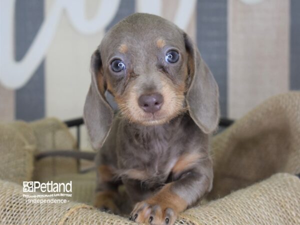 Dachshund-DOG-Female-Fawn Isabella and Tan-3301-Petland Lee's Summit, MO