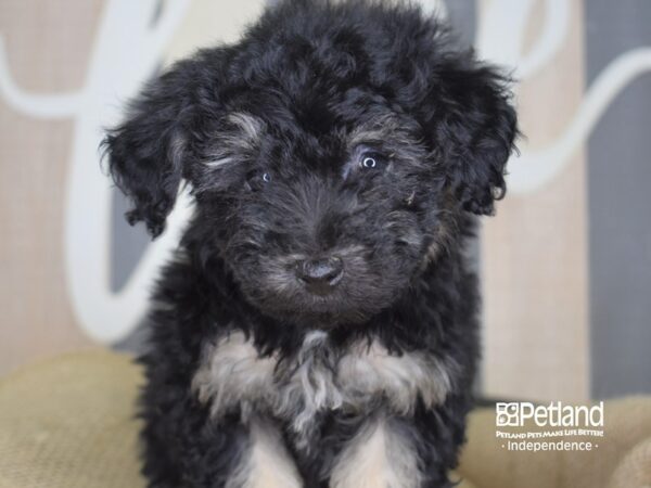 Toy Poodle-DOG-Male-Black and Tan-3298-Petland Lee's Summit, MO