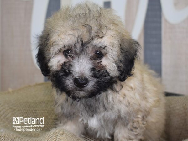 Toy Poodle-DOG-Male-Silver Beige-3293-Petland Lee's Summit, MO