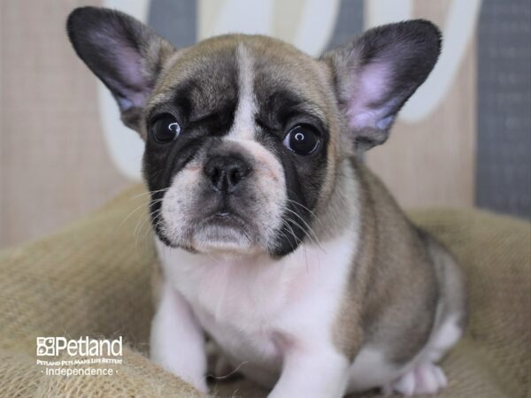 French Bulldog-DOG-Female-Fawn Piebald-3287-Petland Lee's Summit, MO