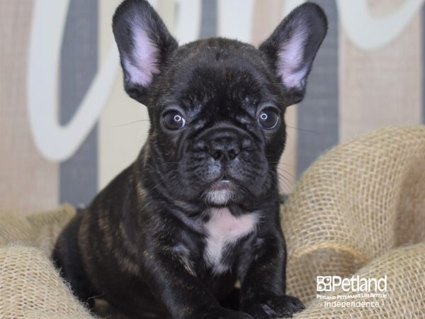 French Bulldog-DOG-Female-Black-3286-Petland Lee's Summit, MO