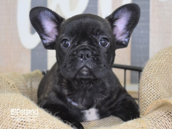 French Bulldog-DOG-Male-Black-3281-Petland Lee's Summit, MO