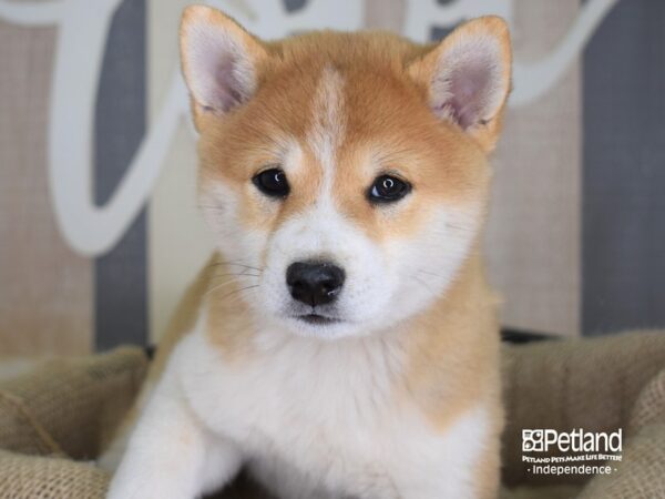 Shiba Inu-DOG-Male-Red Sesame-3275-Petland Lee's Summit, MO