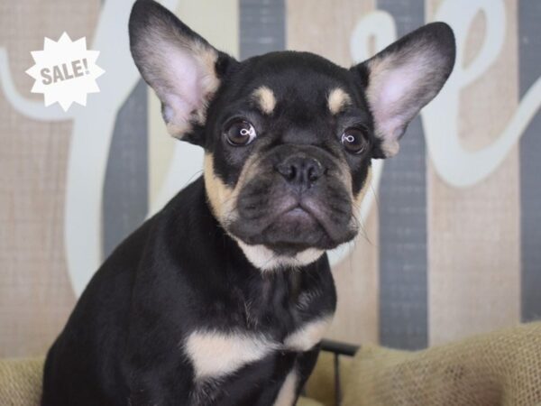 French Bulldog-DOG-Male-Black & Tan-3180-Petland Lee's Summit, MO